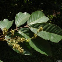 Nephelium lappaceum L.